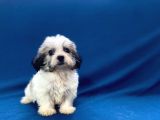 0 Numr Morkie Oğlumuz