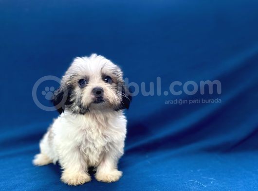 0 Numr Morkie Oğlumuz görsel