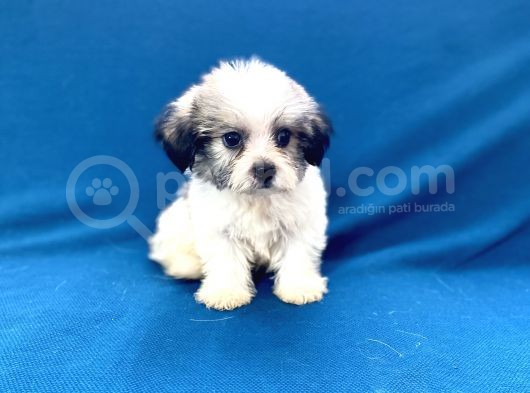0 Numr Morkie Oğlumuz görsel