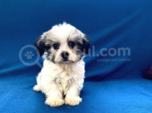 0 Numr Morkie Oğlumuz görsel