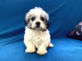 0 Numr Morkie Oğlumuz