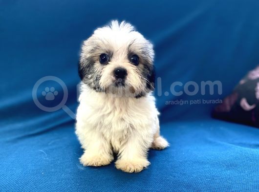 0 Numr Morkie Oğlumuz görsel