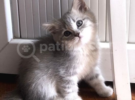 Bakımlı Ve Eğitimli Yavrular görsel