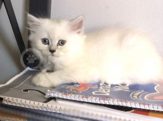 Bakımlı Ve Eğitimli Yavrular görsel