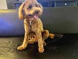 1 Yaş 2 Aylık Eğitimli Minyatür Poodle 7Kg