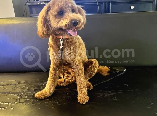 1 Yaş 2 Aylık Eğitimli Minyatür Poodle 7Kg görsel