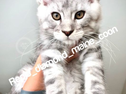 Safkan Full Şecereli̇ Maine Coon Yavru -- Uygun Fi̇yat -- görsel