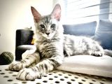 Safkan Full Şecereli̇ Maine Coon Yavru -- Uygun Fi̇yat --
