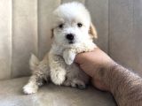 IRK GARANTİLİ ÖZEL MALTİPOO BEBEKLERİ