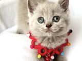 Lilac Erkek Nadir Bulunan Renk Sevimli Bebemiz