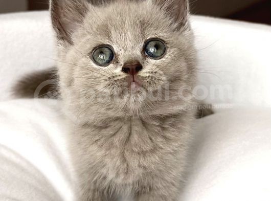 Lilac Erkek Nadir Bulunan Renk Sevimli Bebemiz görsel