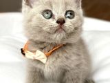 Lilac Erkek Nadir Bulunan Renk Sevimli Bebemiz