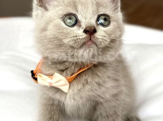 Lilac Erkek Nadir Bulunan Renk Sevimli Bebemiz görsel