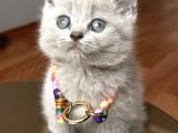 Lilac Erkek Nadir Bulunan Renk Sevimli Bebemiz