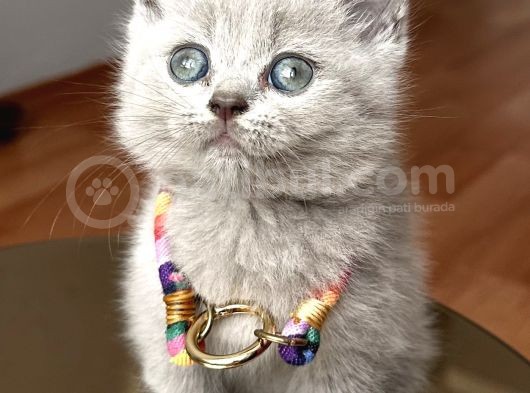 Lilac Erkek Nadir Bulunan Renk Sevimli Bebemiz