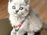 Lilac Erkek Nadir Bulunan Renk Sevimli Bebemiz
