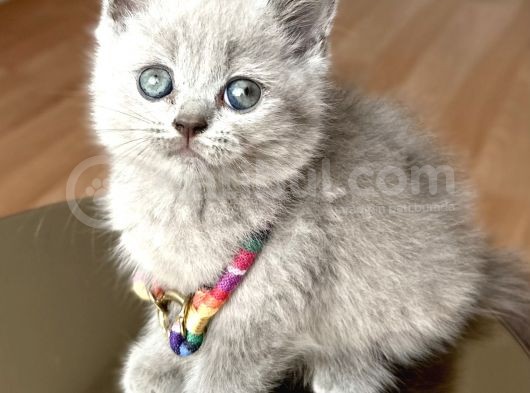 Lilac Erkek Nadir Bulunan Renk Sevimli Bebemiz görsel