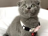Dişi Ayı Surat Tatlımı Tatlı Scottish Fold Bebemiz