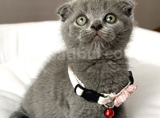 Dişi Ayı Surat Tatlımı Tatlı Scottish Fold Bebemiz görsel