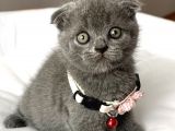 Dişi Ayı Surat Tatlımı Tatlı Scottish Fold Bebemiz