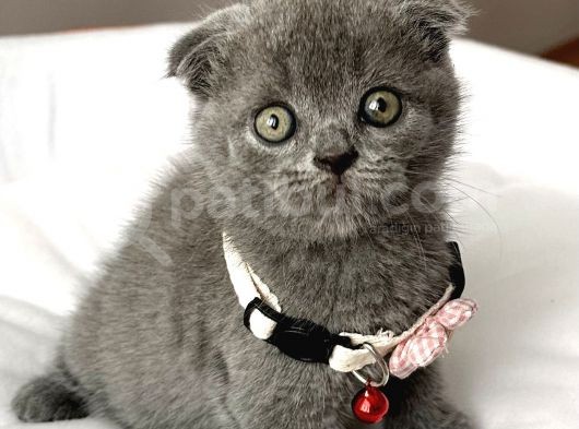 Dişi Ayı Surat Tatlımı Tatlı Scottish Fold Bebemiz görsel
