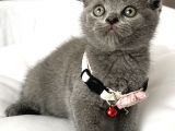 Dişi Ayı Surat Tatlımı Tatlı Scottish Fold Bebemiz