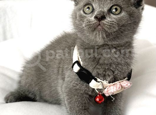 Dişi Ayı Surat Tatlımı Tatlı Scottish Fold Bebemiz görsel