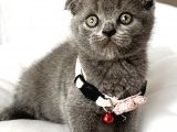 Dişi Ayı Surat Tatlımı Tatlı Scottish Fold Bebemiz