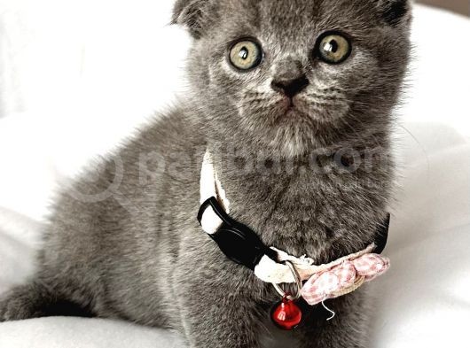 Dişi Ayı Surat Tatlımı Tatlı Scottish Fold Bebemiz