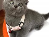Dişi Ayı Surat Tatlımı Tatlı Scottish Fold Bebemiz