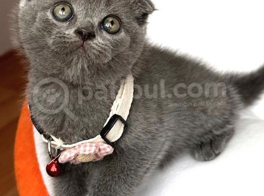 Dişi Ayı Surat Tatlımı Tatlı Scottish Fold Bebemiz görsel