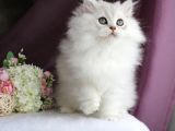 British Shorthair Ve Longhair Ns12 Silver