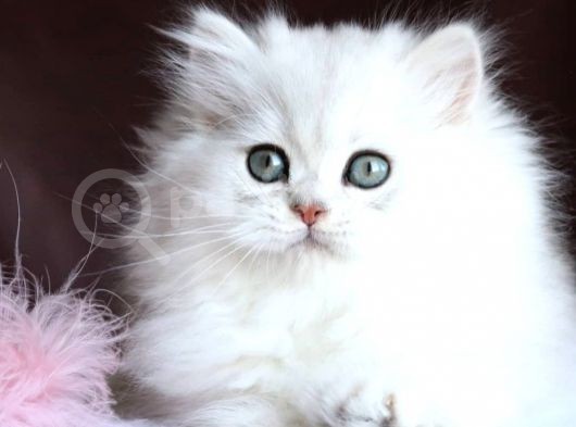 British Shorthair Ve Longhair Ns12 Silver görsel