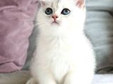 British Shorthair Ve Longhair Ns12 Silver