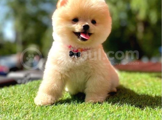 Safkan Pomeranian Boo Yavrularımız görsel