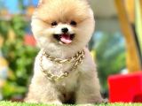 Safkan Pomeranian Boo Yavrularımız