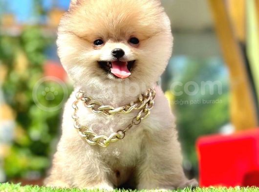 Safkan Pomeranian Boo Yavrularımız görsel