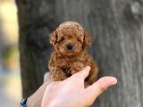 mini boy toy poodle erkek yavrumuz