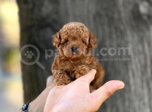 Mini Boy Toy Poodle Erkek Yavrumuz