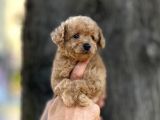 0 Numr Poodle Kızımız