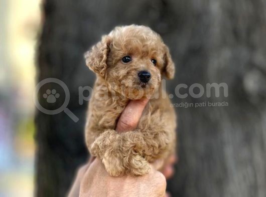 0 Numr Poodle Kızımız görsel