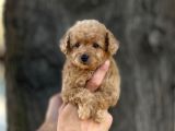 0 Numr Poodle Kızımız