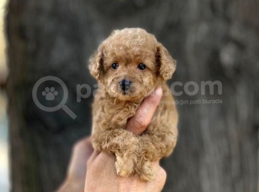 0 Numr Poodle Kızımız görsel