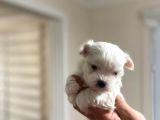 Tea Cup Maltese Terrier Bebeklerim