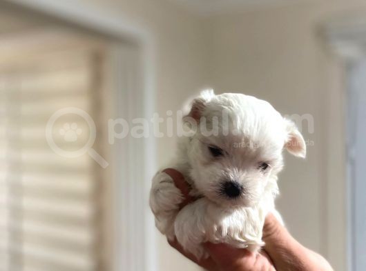 Tea Cup Maltese Terrier Bebeklerim görsel