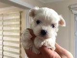Tea Cup Maltese Terrier Bebeklerim