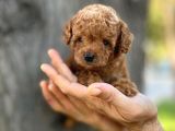 Mini Boy Toy Poodle Erkek Yavrumuz