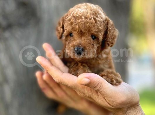 Mini Boy Toy Poodle Erkek Yavrumuz görsel