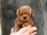 Mini Boy Toy Poodle Erkek Yavrumuz