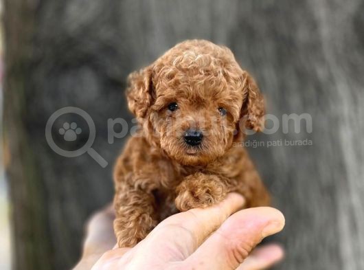 Mini Boy Toy Poodle Erkek Yavrumuz görsel